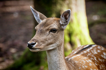 Nature wildlife portrait,young red deer in natural environment, blurred backgroundの写真素材