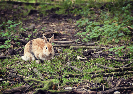 Wildlife, reddish rabbit free in woodland looking at the cameraの写真素材
