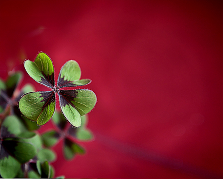 Green lucky shamrock on red blurred background