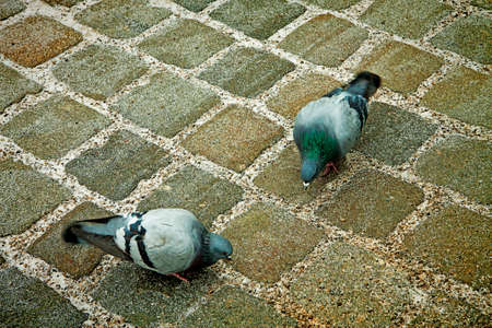 Urban view, two pigeons picking in the stone cobbles of an ancient paved streetの写真素材
