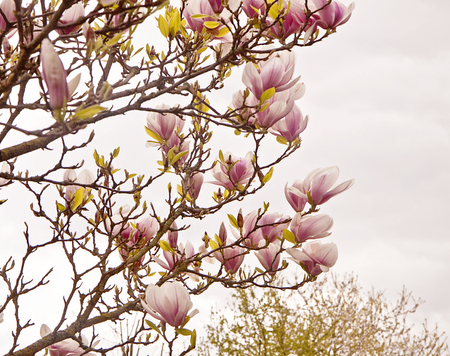 Beautiful branches of magnolia x soulangeana in spring against a sunset sky with the characteristic tulip shaped pink purple blossomsの写真素材