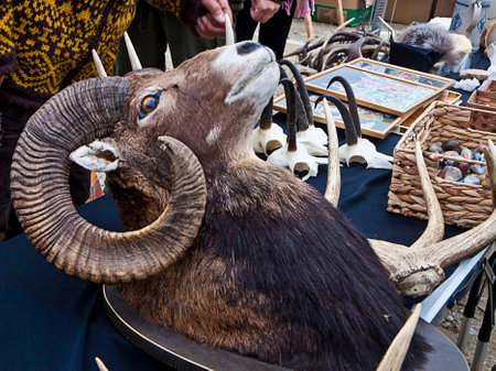 Munich, ibex head with horns as taxidermic trophy on sell at the open air giant flea market,the biggest flea market of Bavaria, more than 2000 market stalls just for one day in spring. You find everything, very cheap.のeditorial素材