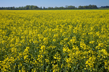 Spring farmland, bright yellow fields of rapeseed flowersの写真素材