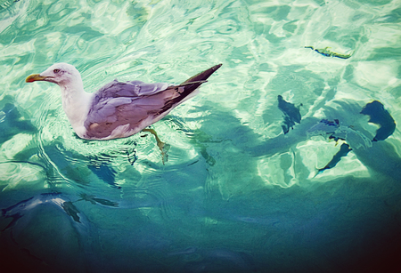 Seagull floating on turquoise waters with fish silhouettes under the sea surface の写真素材