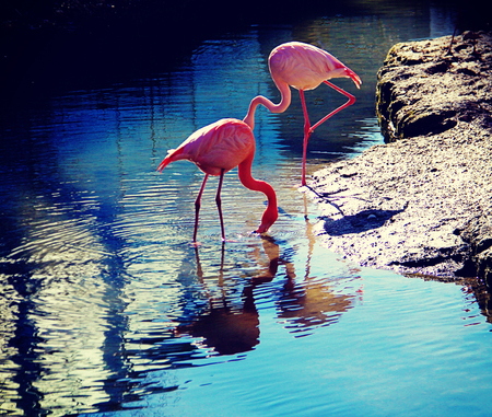 two flamingos drinking at the pond, back lightの写真素材
