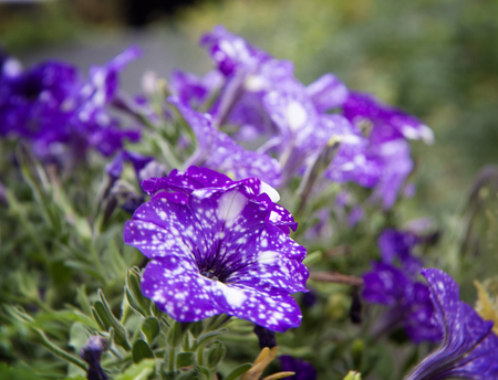 flowerbed of starry night petunias in garden, beautiful white on purple color, blurred backgroundの写真素材