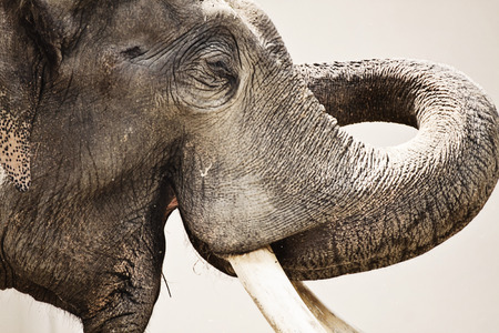 Animal wildlife, Asian elephant portrait, close upの写真素材
