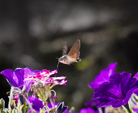 Macroglossum stellatarum feeding on flowers. It is an insect quite similar to a hummingbird, it is named also Hummingbird Hawk-moth or Hummingmoth.It flies during the day with an audible humming noise.の写真素材