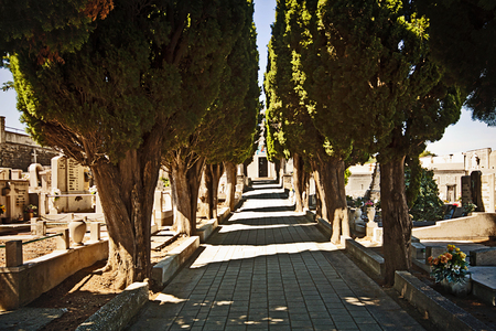 Cemetery central alley flanked by Italian cypresses, Muggia, Italyの写真素材