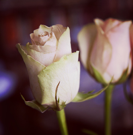 Two romantic pink roses with blurred backgroundの写真素材