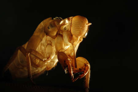 Cicada moltedの写真素材