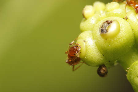 Ant on the Flowerの写真素材