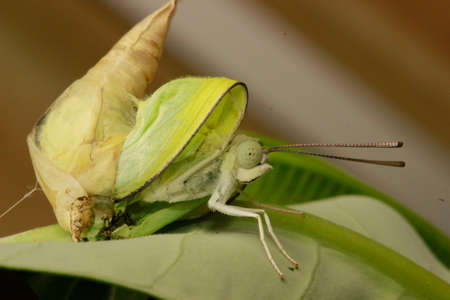 butterfly's birthの写真素材