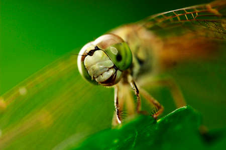 The Dragonflyの写真素材