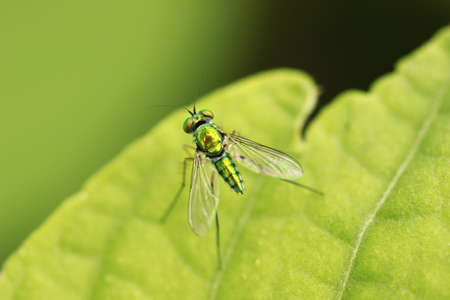 Long-leg flyの写真素材