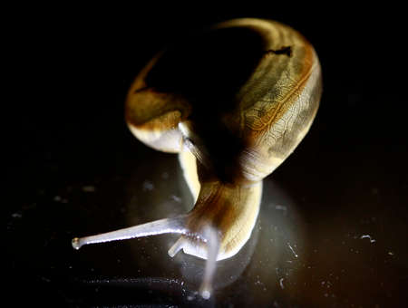 Snail on the lightの写真素材