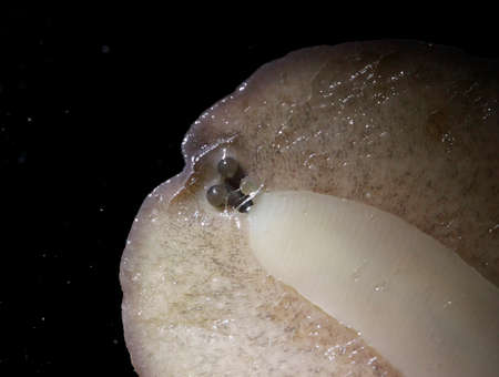 leech's mouthの写真素材