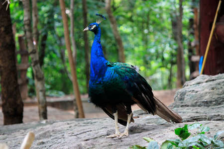 Peacock the most beautyfully bird.の写真素材