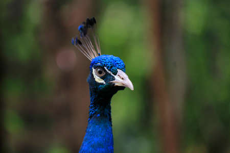 Focus on the peacockの写真素材