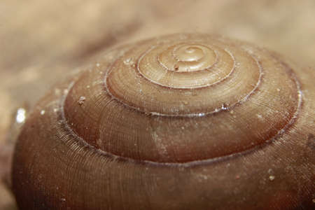 Snail's shellの写真素材