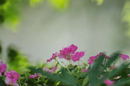 Closeup of pink flower macro の写真素材