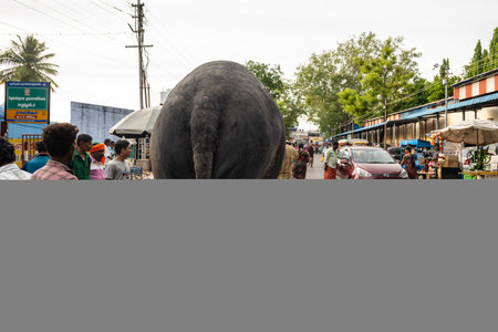 This image is from Palani City, State Tamil Nadu Country India, on 11th June 2023.のeditorial素材