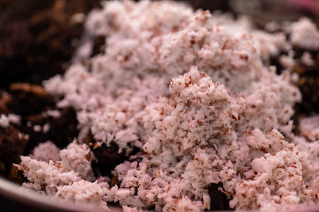 A close-up photo of mutton meat blood fry with coconut. The meat is cooked in a skillet with spices and coconut milk.の写真素材