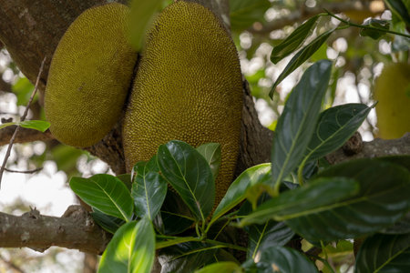 A close-up of two healthy jackfruits growing on a tree. The jackfruits are green and full of...