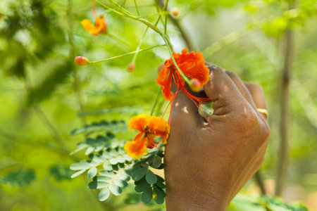 Holding Red Peacock Flower in head and this stock photo took in parkの写真素材