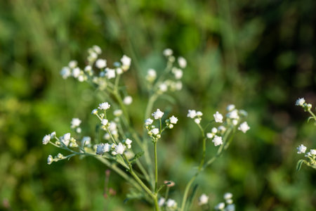 Santa Maria feverfew is a flowering plant in the family Asteraceae. It is native to the Americas, but has been introduced to many other parts of the world, including Europe, Asia, and Africa. Santa Maria feverfew is a weedy plant that can be invasive in some areas. It is known for its white flowers, which bloom in the summer. Santa Maria feverfew has a number of medicinal properties, and has been used for centuries to treat a variety of ailments.の写真素材