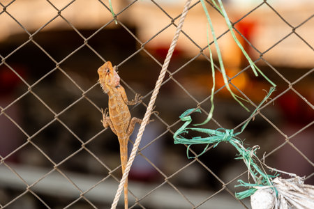 The reptiles are all focused on climbing the net, and they are all determined to reach the topの写真素材