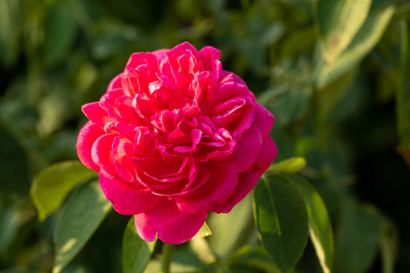 stock photos captures the essence of elegance and charm, showcasing the delicate petals of camellia roses against a backdrop of fresh foliage.の写真素材