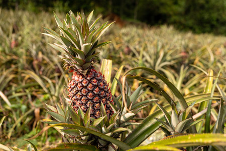 breathtaking beauty of a vibrant pineapple farm with our stunning stock photos.の写真素材