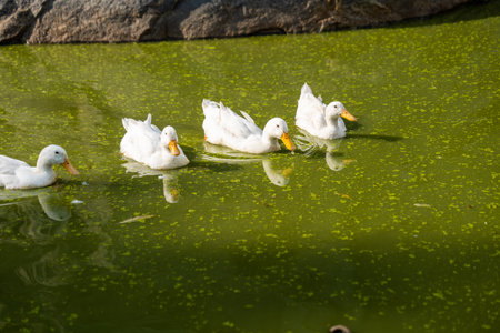 A flock of four ducks, geese, and swans glide across a calm lake on a sunny dayの写真素材