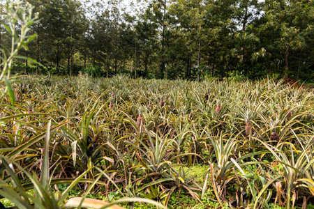A lush, green pineapple farm with rows of ripe pineapples. The farm is located in a tropical setting with a beautiful blue sky and white clouds.の写真素材