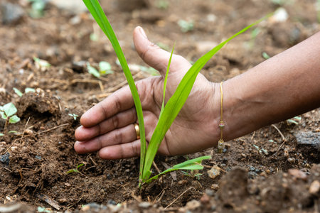A hand covering a single grass from the sun.の写真素材