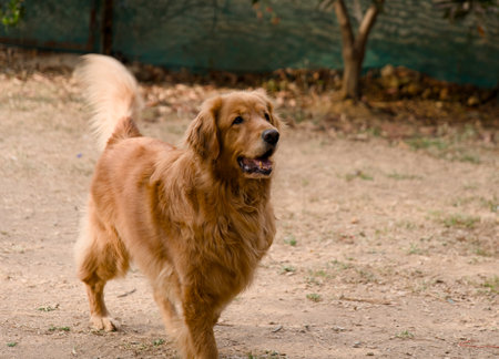 Golden Retriever dog is running in the garden. Selective focus.の写真素材