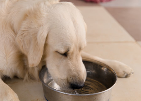 Cute golden retriever puppy drinking water from a bowl at homeの写真素材