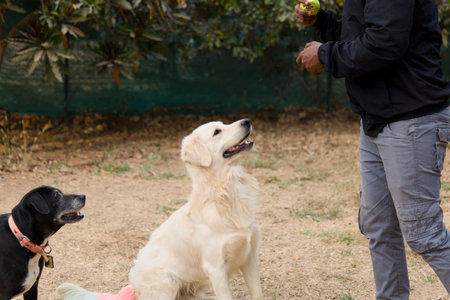 two labrador retriever dogs playing with a trainer in a parkの写真素材