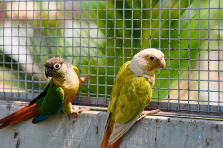 Parrots in a cage on a farm in the tropics.