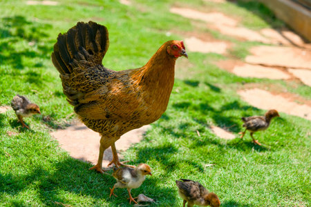 chicken and chickens on green grass in the garden, Thailand.の写真素材