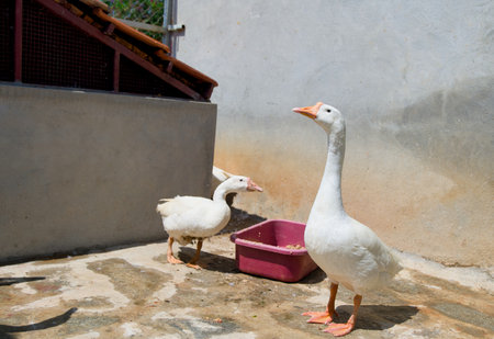 Two white geese in a cage on a farm in the villageの写真素材