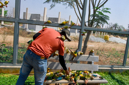 Man feeding parrots in a park