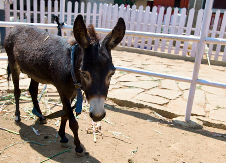 Donkey in the farm. Donkey is a domesticated animal.の写真素材