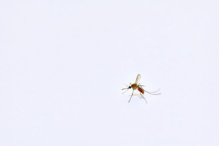 Captured against a pristine white backdrop, this delicate mosquito hovers gracefully, showcasing its...