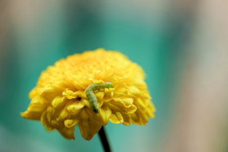 Explore the enchanting world of a green caterpillar as it navigates the sunlit petals of a golden marigold.の写真素材