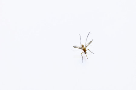 Capturing the elegance of a mosquito in mid-air, this image showcases its delicate wings and slender body against a pristine white backdrop.の写真素材