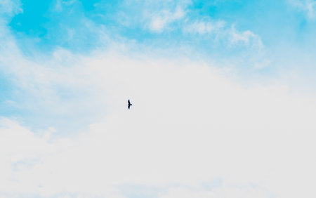A bird is seen gliding effortlessly against the backdrop of a bright blue sky filled with soft,...