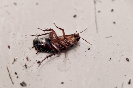 A close-up view captures a dead cockroach lying flat on a surface, highlighting its features and the...