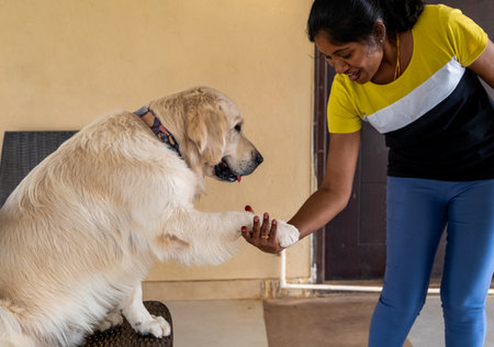 A heartwarming moment of friendship as a woman shares a gentle pawshake with her golden retriever.の写真素材